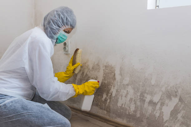 Certified Mold Removal in Blawnox, PA