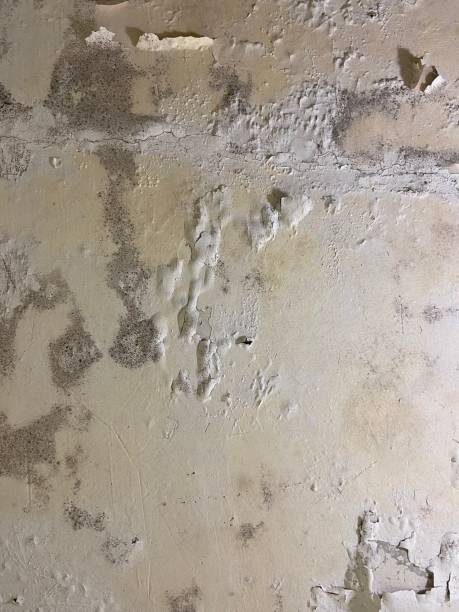 Best Home Mold Removal  in Blawnox, PA