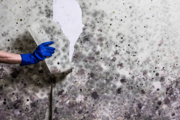 Best Fast Mold Removal  in Blawnox, PA